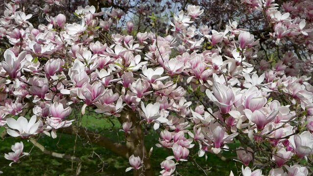 Beautiful pink flowering magnolia tree. Magnolia flowers, floral background 