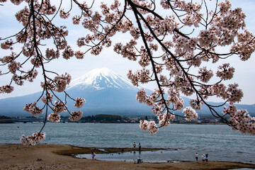 河口湖の春　桜と富士山　