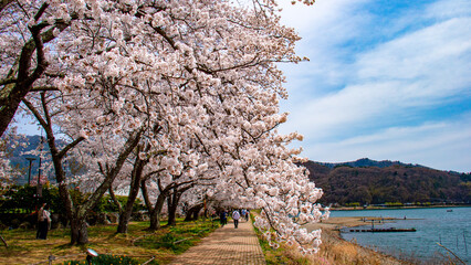 河口湖の春　桜トレイルコースと河口湖
