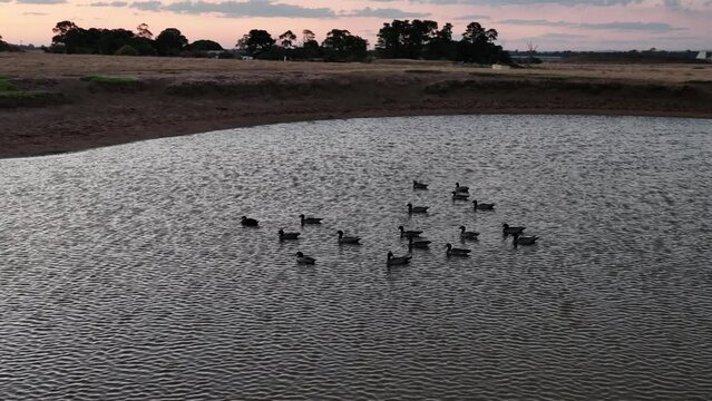 Sunset drone footage of Ducks on a pond
