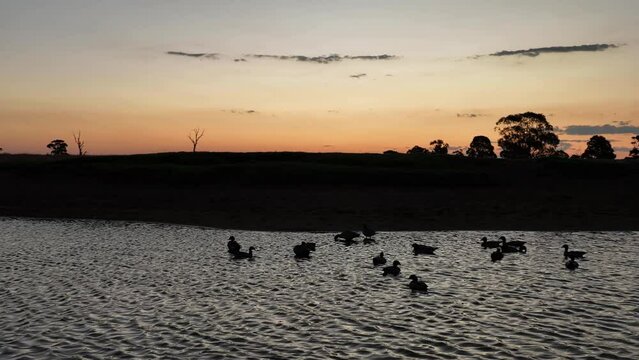 Ducks enjoying sunset on a pond