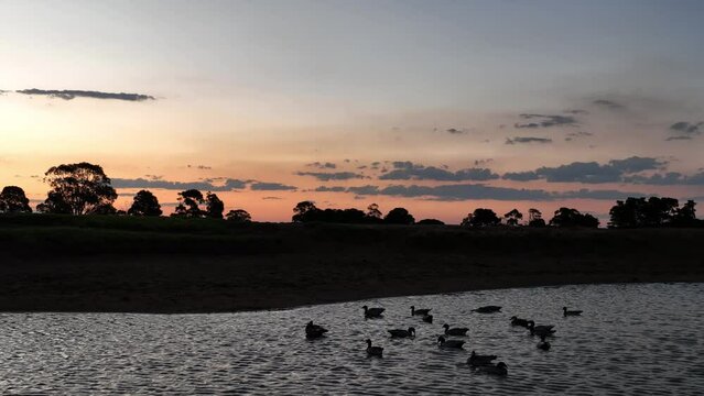 Lots of ducks swimming on a pond