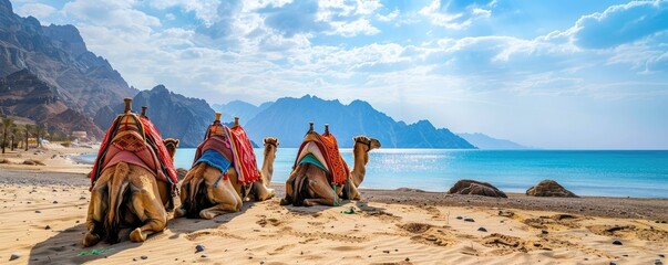 camels resting in desert with majestic mountain range in the distance - obrazy, fototapety, plakaty