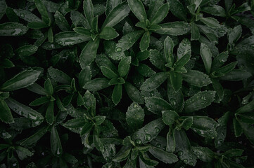 濃緑色の葉と雨粒のマクロ写真