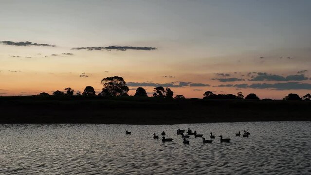 Drone footage of Ducks floating on pond at sunset
