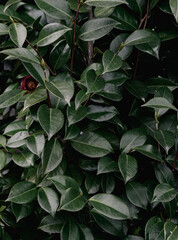 Fototapeta na wymiar 繁茂する緑の葉の背景テクスチャ