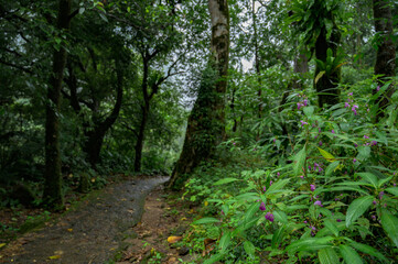Obraz premium Meghalaya's Monsoon Magic: Living Bridges, Milky Way, Waterfalls, Flora and Fauna