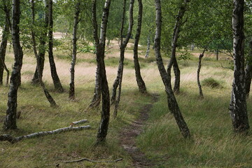 Fototapeta premium Birch grove in Boberg Dunes, Hamburg, Germany