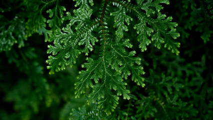 Meghalaya's Monsoon Magic: Living Bridges, Milky Way, Waterfalls, Flora and Fauna