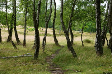 Birch grove in Boberg Dunes, Hamburg, Germany