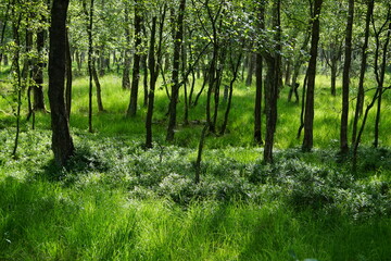 Birch forest with patches of blueberries, Duvenstedter Brook, Hamburg, Germany