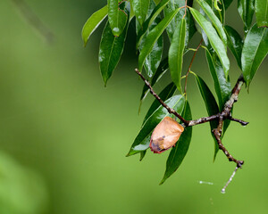 Meghalaya's Monsoon Magic: Living Bridges, Milky Way, Waterfalls, Flora and Fauna