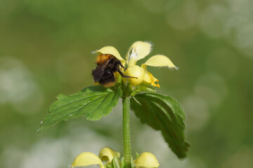 Common carder bee (Bombus pascuorum), family Apidae on flowers of Yellow Archangel (Lamiastrum...