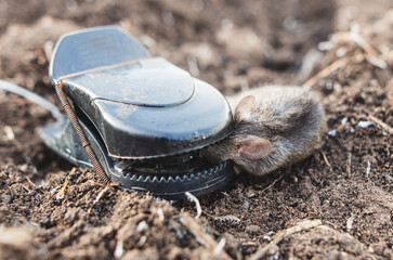 A mouse caught in a mousetrap lies on the ground
