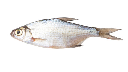 Fototapeta premium Roach fish isolated white background. Close-up