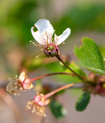 Dried flowers on cherry trees in spring. Macro