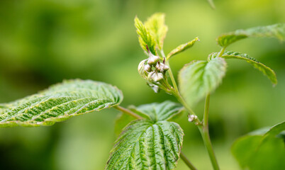 Close-up of closed flowers on a raspberry in spring. Macro