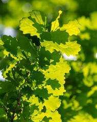 Green leaves on an oak tree. Background