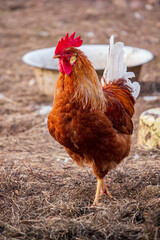  Rooster on a farm. Rooster on the farm.