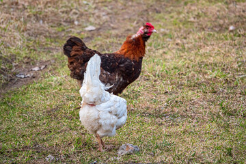 chickens on a traditional free range poultry farm