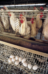 Hens in chicken farm in Australia. - 785942397
