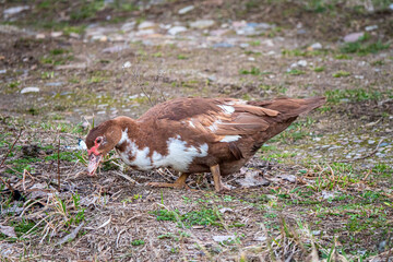 ducks on the organic farm