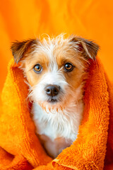 Small dog wrapped in orange towel.
