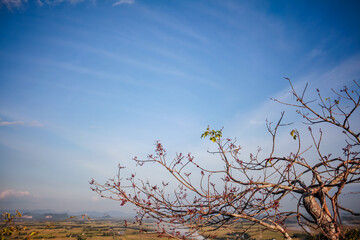 Obraz premium Dry tree with cloudy sky. Nature background.