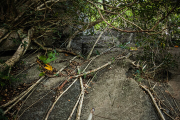 Jungle trees with large vines liana plant climbing and twisted around on tree trunks.