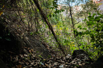 Jungle trees with large vines liana plant climbing and twisted around on tree trunks.