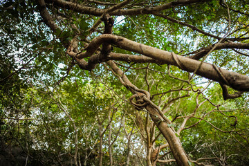 Jungle trees with large vines liana plant climbing and twisted around on tree trunks.