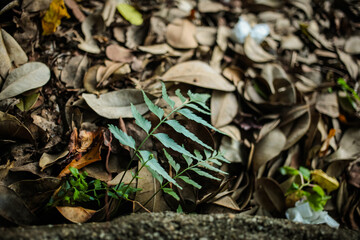 Green plant between dry leaves.