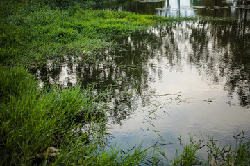Water puddle in green lawn.