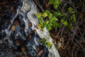 A close-up of the texture of the hill in Kangar, Perlis. A picturesque rock with vegetation, with steep slopes and many cracks rises.