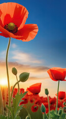 Red poppy flowers on a background of blue sky with clouds at sunset. Beautiful spring landscape