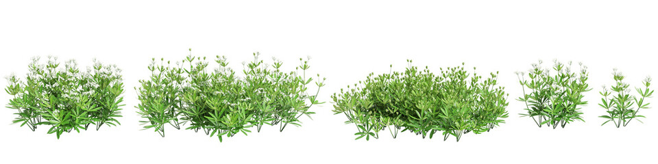 3d illustration of set Galium odoratum bush isolated on transparent background