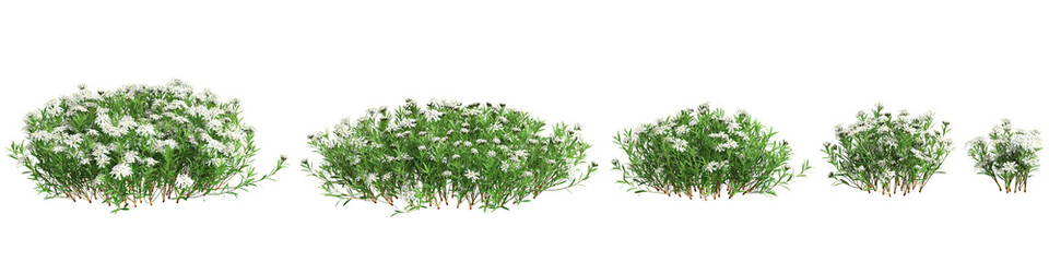 3d illustration of set Iberis sempervirens bush isolated on transparent background