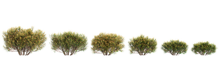 3d illustration of set Leptospermum petersonii bush isolated on transparent background