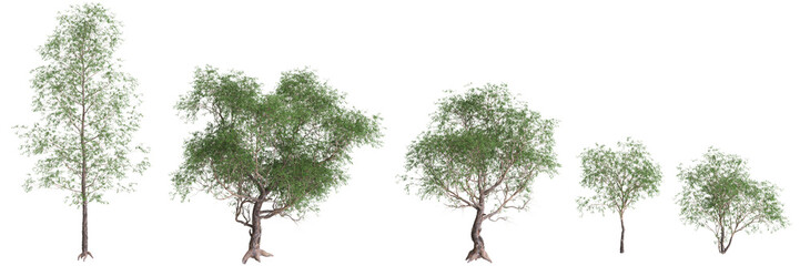 3d illustration of Eucalyptus ovata tree isolated on transparent background