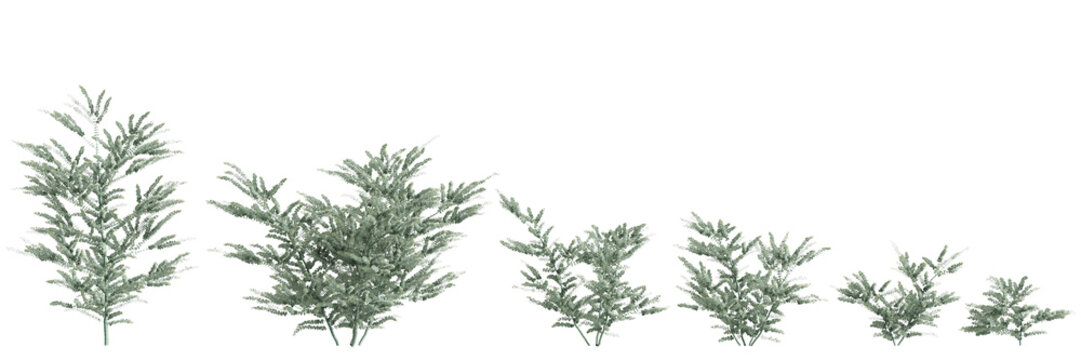 3d illustration of set Eucalyptus pulverulenta tree isolated on transparent background