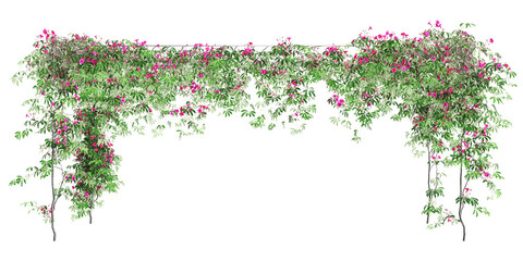 3d illustration of Ipomoea horsfalliae floral frame isolated on transparent background - obrazy, fototapety, plakaty