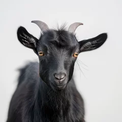 Fotobehang A detailed headshot of a black goat with sharp eyes and prominent horns against a soft white background. © cherezoff