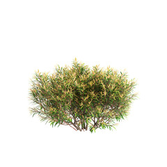 3d illustration of Leptospermum petersonii bush isolated on transparent background