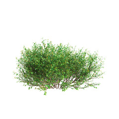 3d illustration of Goodenia ovata bush isolated on transparent background