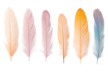 Verduisterende rolgordijnen Veren Set of multi-colored feather isolated on transparent background.