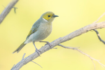 A wild white-plumed honeyeater (Lichenostomus penicillatus) from Australia perched on a branch in...