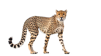cheetah isolated on white isolated on white background - obrazy, fototapety, plakaty