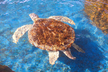 Fototapeta premium Big Olive Ridley turtle is swimming below the sea water surface in a large pond at the marine aquatic conservation center, high angle view with copy space