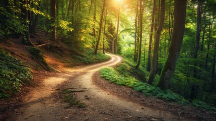 A winding dirt road disappearing into a lush green forest. Sunlight filters through the leaves, casting dappled light on the road.