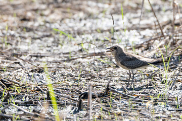 Birds perch and wait for food during the day